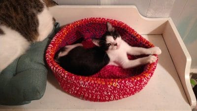 Crochet Cat Bed - Free Pattern