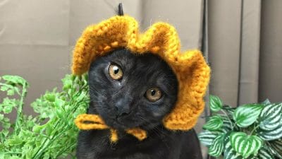Crochet Hat for Cats and Dogs Tutorial - Free Pattern