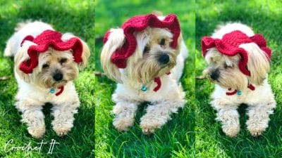 Crochet Dog Hat - Free Pattern